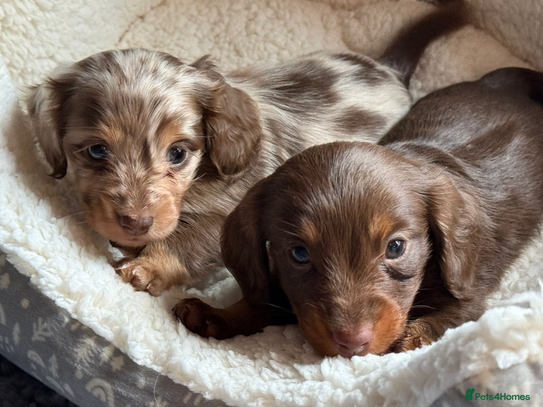 Miniature Dachshund dogs for sale: Fantastic long haired miniature dachshund - Image 2