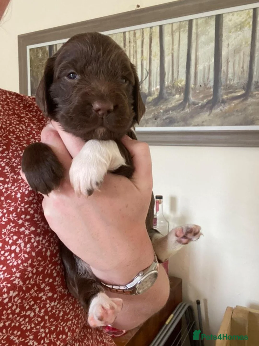 English Springer Spaniel dogs for stud: English Springer Spaniel Stud  in Derby - Advert 33