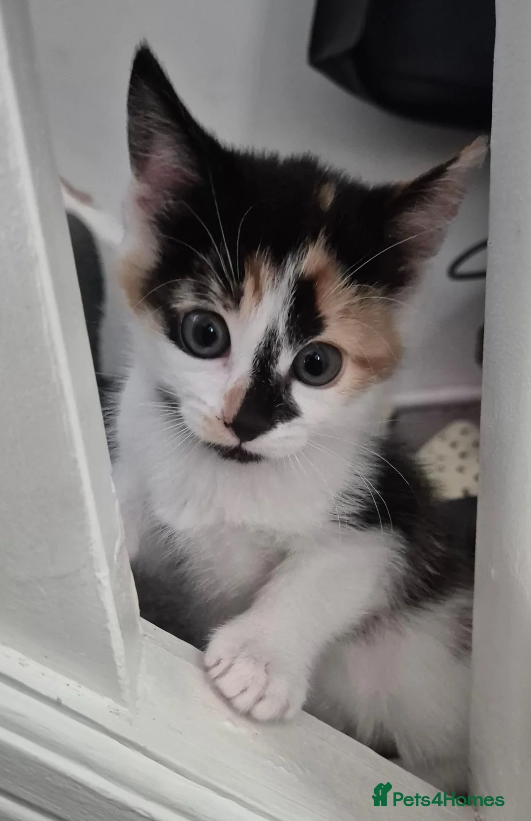 British Shorthair cats for sale: 4 Beautiful kittens - Advert 5