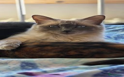 Mixed Breed cats for sale: Ragdoll cross kittens - Image 16