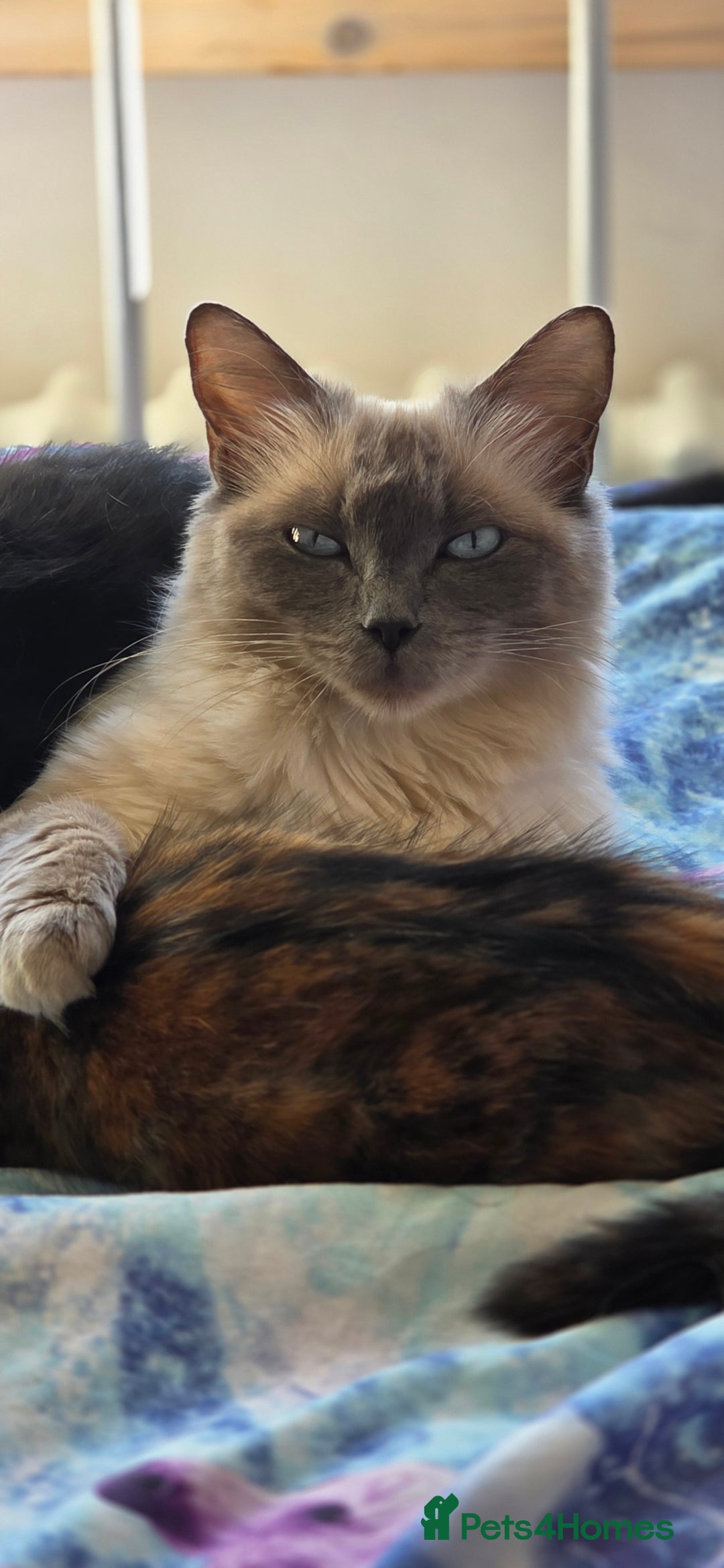 Mixed Breed cats for sale: Ragdoll cross kittens - Image 16