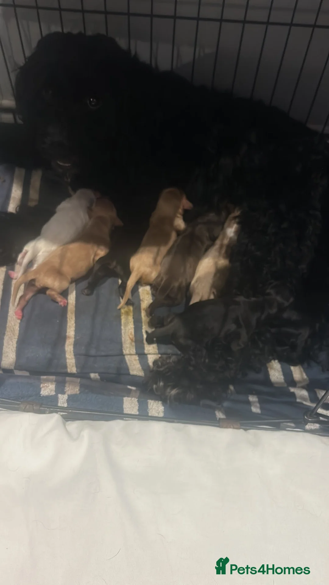 Cockapoo dogs for sale: Beautiful pups - Advert 2