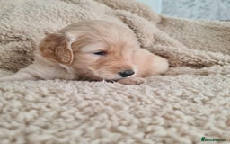 Labradoodle dogs for sale: Rare Roan Ebony Tiny/Mini Labradoodlese Puppies  - Image 3