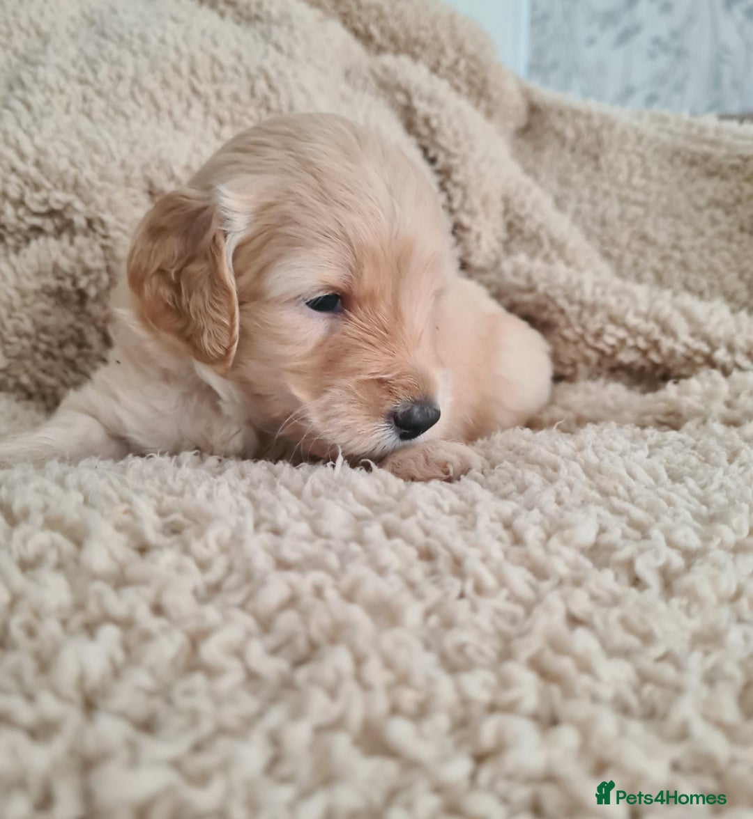 Labradoodle dogs for sale: Rare Roan Ebony Tiny/Mini Labradoodlese Puppies  - Image 3