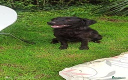 Flat coated Retriever dogs for adoption: NERO FOR ADOPTION IN CORNWALL/DEVON  in Launceston - Image 2