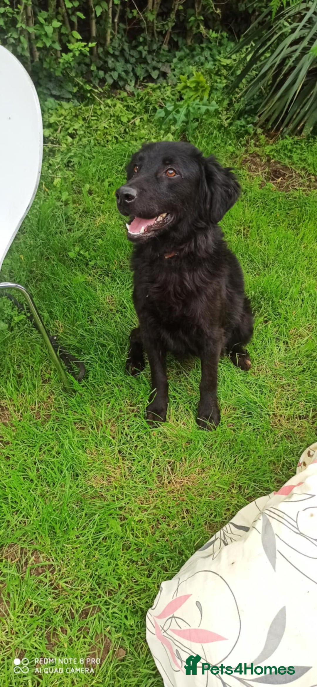 Flat coated Retriever dogs for adoption: NERO FOR ADOPTION IN CORNWALL/DEVON  in Launceston - Image 2