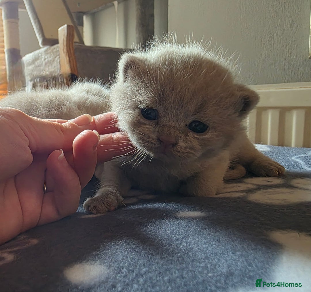 British Shorthair cats for sale: GCCF Registered British Shorthair Kittens - Image 15