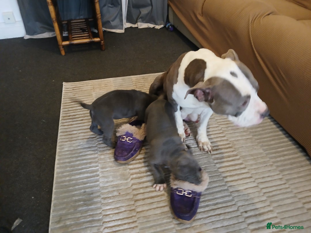 Mixed Breed dogs for sale: 2 Half Staffy & Half American Bulldog Puppies  - Advert 3