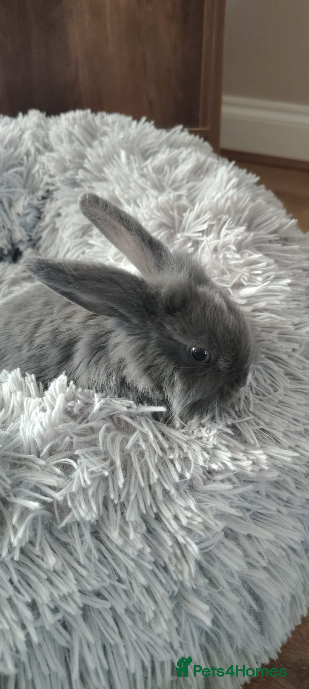 Mini Lop rabbits for sale: Beautiful Mini Lop Babies - 6 to choose from  - Image 31