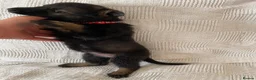 German Shepherd dogs for sale: GERMAN SHEPHERD PUPS WORKING LINE in Wigan - Advert 13