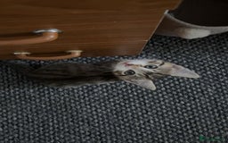 Domestic Shorthair cats for sale: Lovely Male Kitten tabby - Image 3