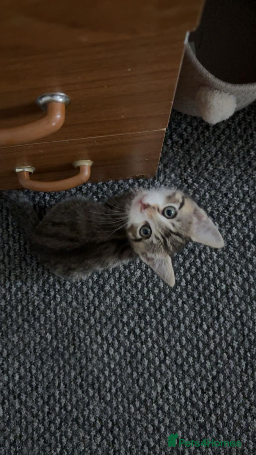 Domestic Shorthair cats for sale: Lovely Male Kitten tabby - Image 3