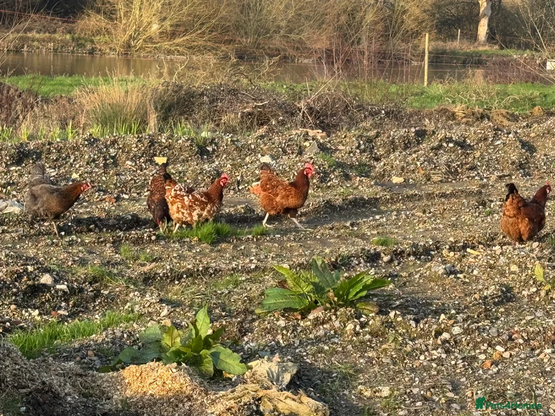 Chickens poultry for sale: Day old chicks due 11/04/26 - Advert 5