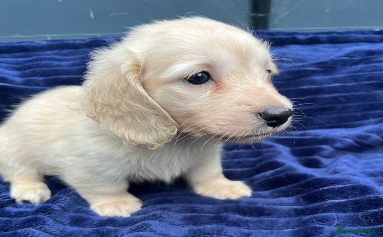 Miniature Dachshund dogs - Advert 11