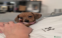 Miniature Dachshund dogs for sale: 2x miniature dachshunds - Image 18