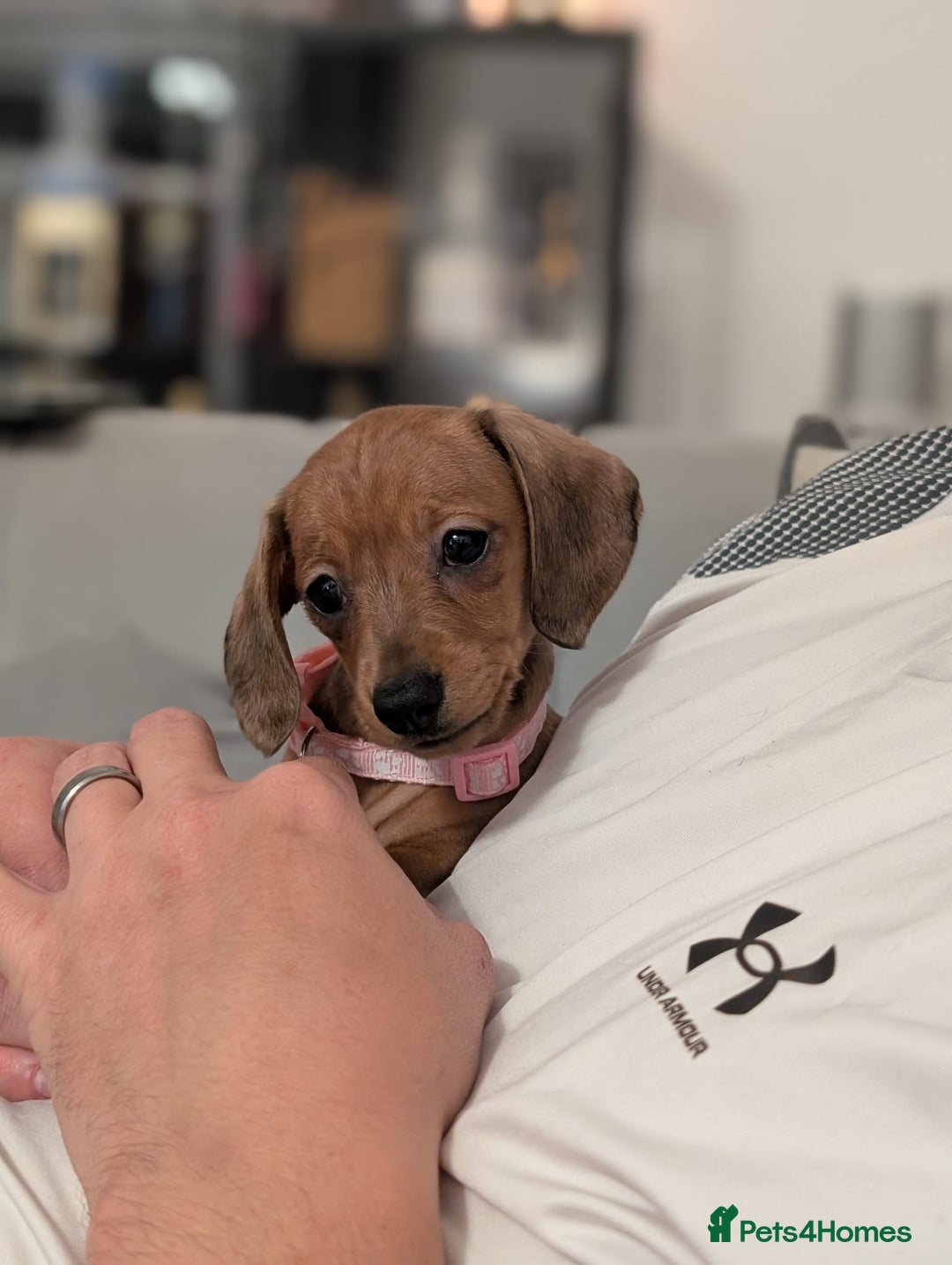 Miniature Dachshund dogs for sale: 2x miniature dachshunds - Image 18