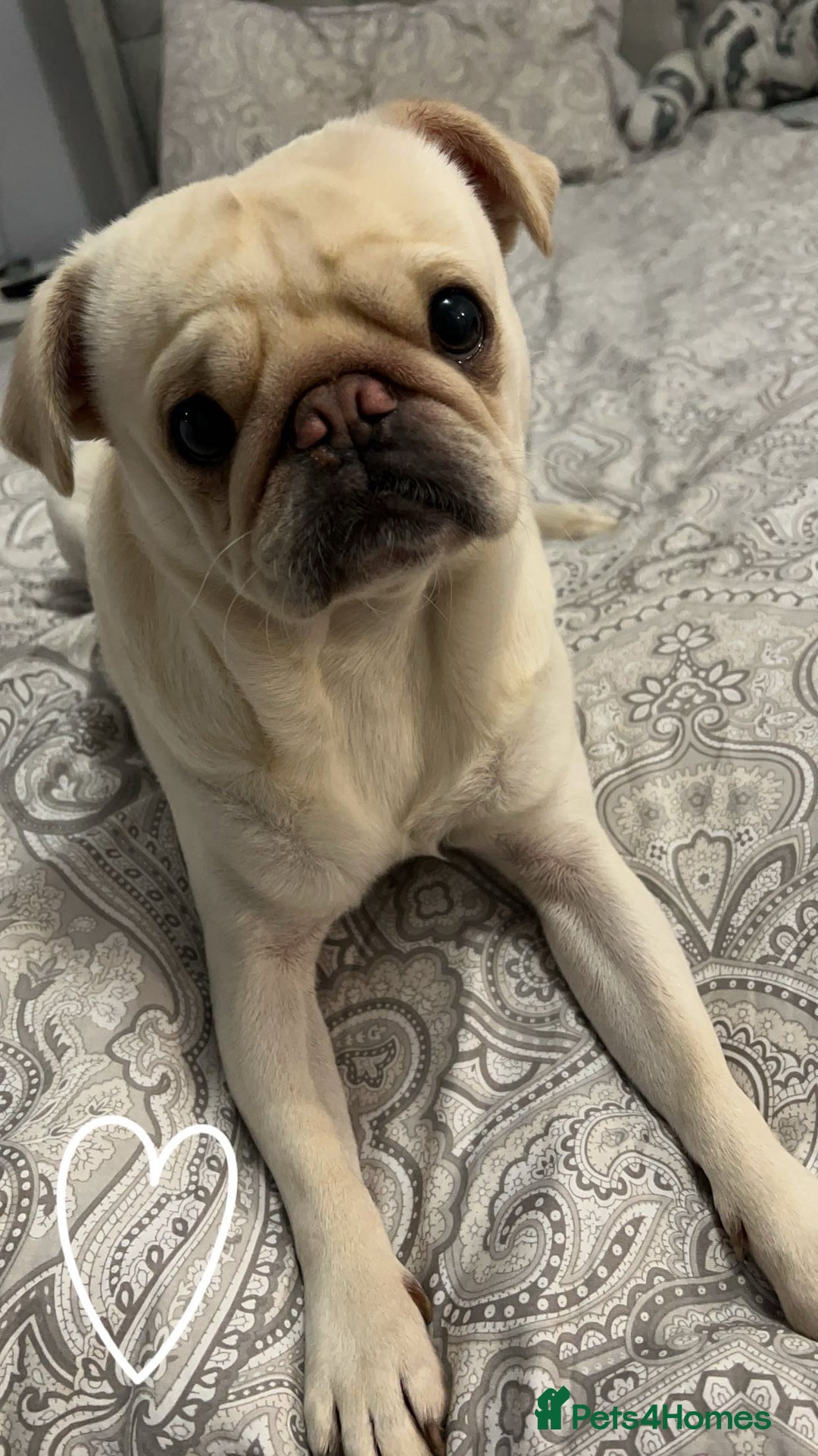 Pug dogs for sale: Pablo the pug  - Image 3