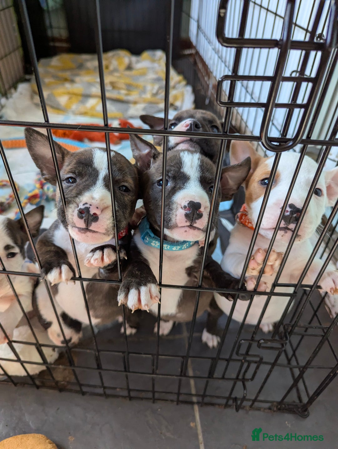 English Bull Terrier dogs for sale: English bull terrier cross staffys - Image 29