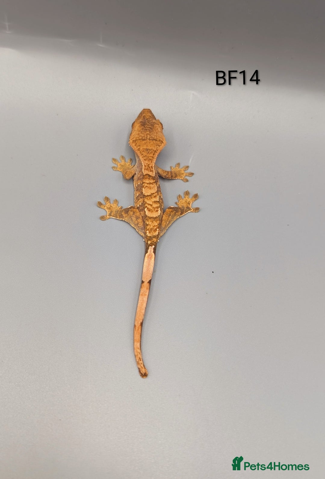 Gecko reptiles for sale: Red Flame Crested Gecko CB25  - Advert 3