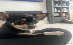 Chihuahua dogs for sale: Absolutely gorgeous Chihuahua Beau for sale  in Bristol - Image 2