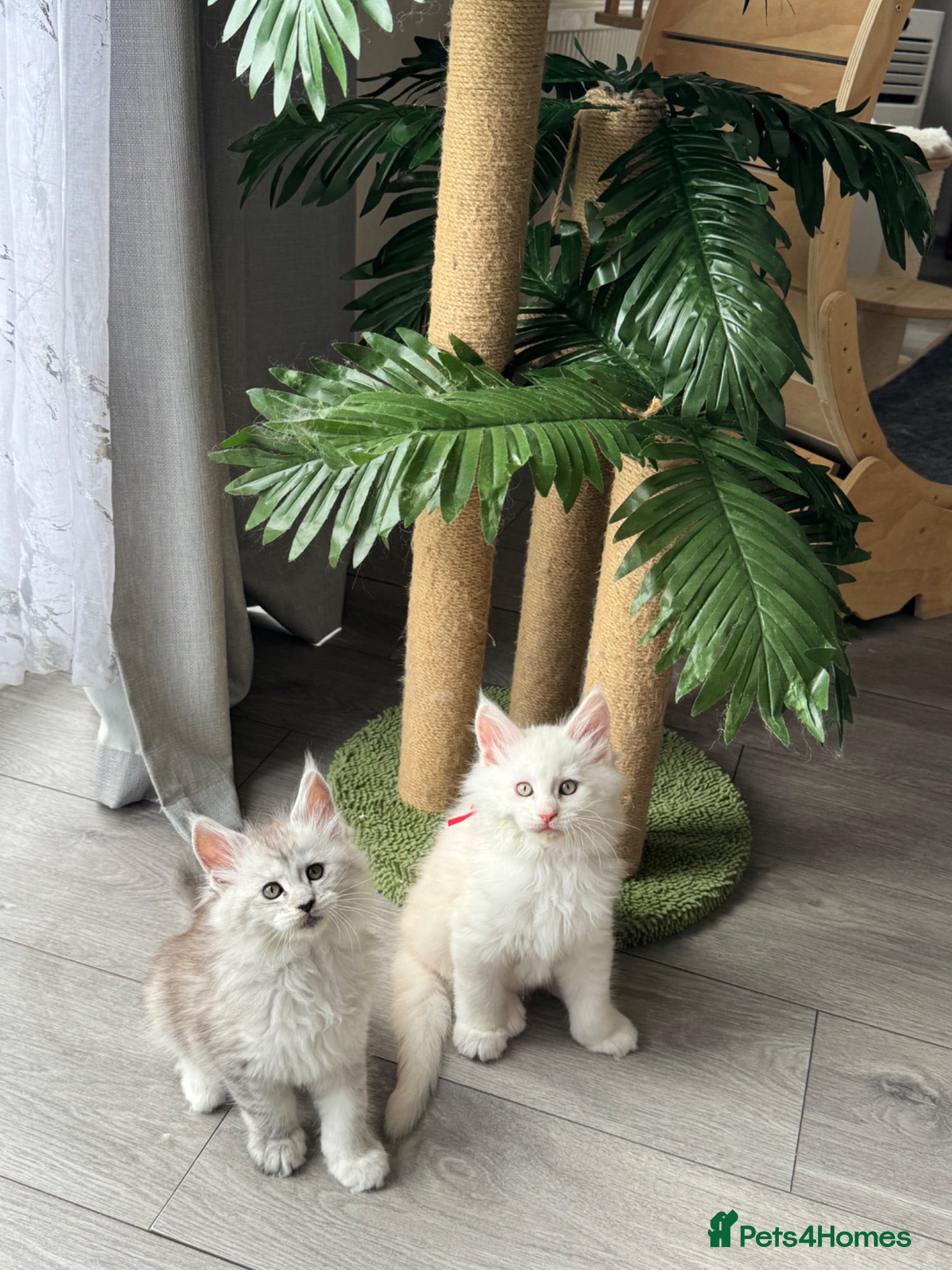 Maine Coon cats     🌟🌟Amazing Kittens Maine Coon 🌟🌟 - Advert 11