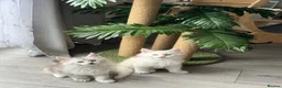 Maine Coon cats for sale:     🌟🌟Amazing Kittens Maine Coon 🌟🌟 - Advert 13