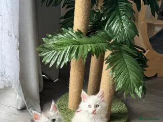 Maine Coon cats 🌟🌟Amazing Kittens Maine Coon 🌟🌟 - Advert 2