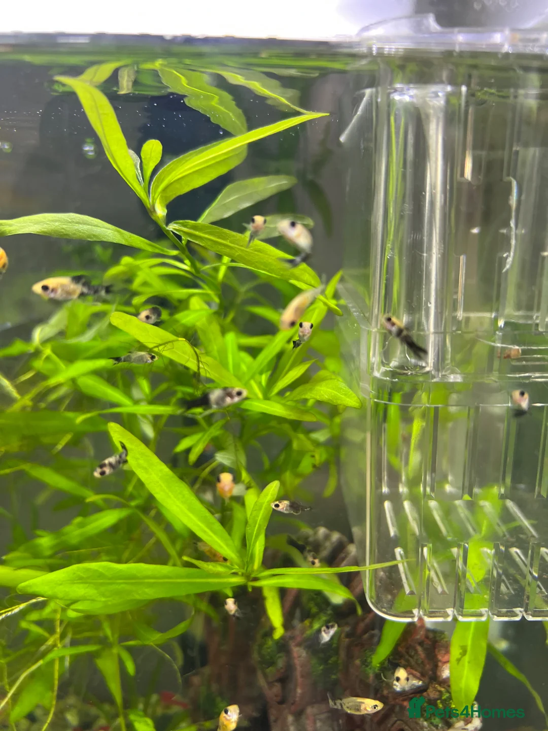 Mollies fish for sale: Assorted baby Mollies for Sale.  - Advert 2