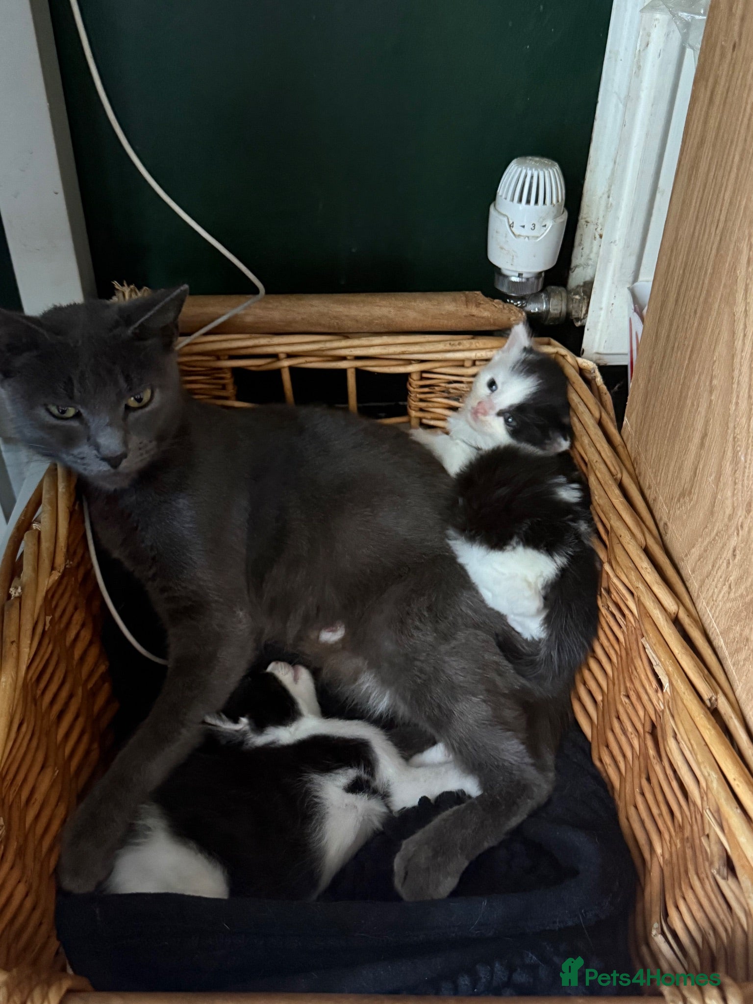 Mixed Breed cats Black and white kittens - Advert 1