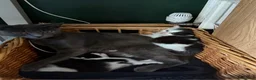 Mixed Breed cats for sale: Black and white kittens - Advert 1