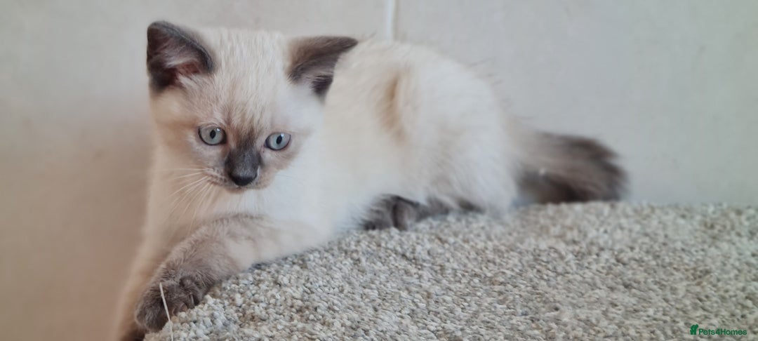 British Shorthair cats for sale: British Blue shorthair, Lilac, Colorpoint Kittens - Image 22