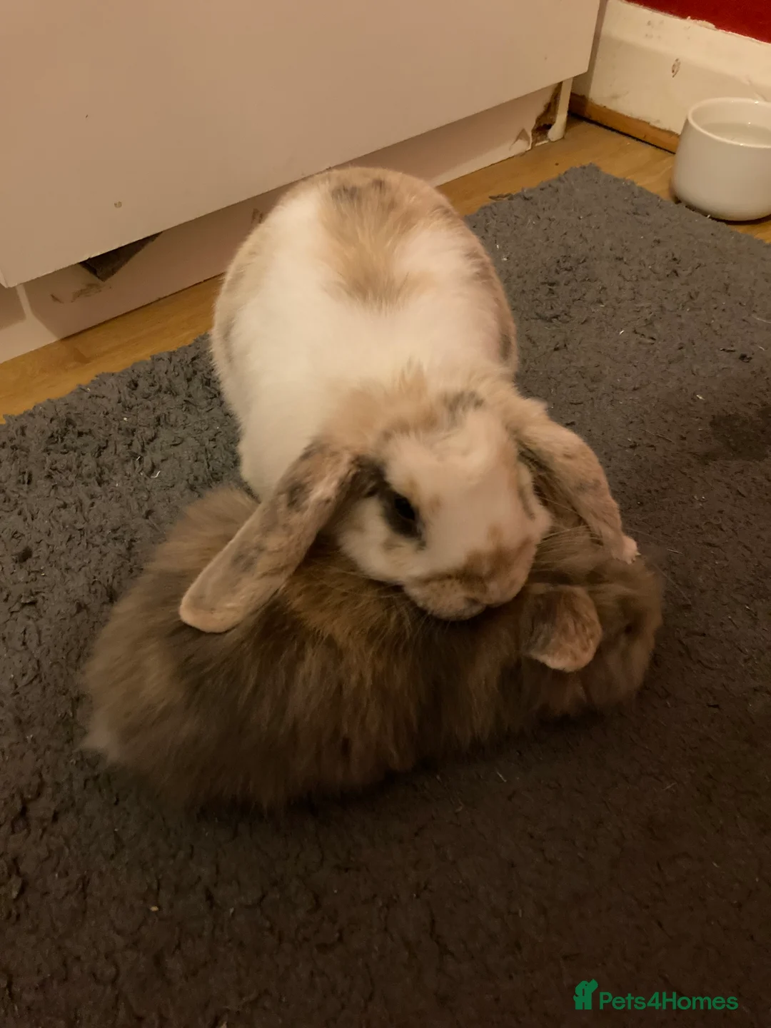 Mini Lop rabbits for sale: Meet Teddie – Your Sweet Mini Lop! 🐇 - Advert 5