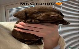 Labrador Retriever dogs for sale: Outstanding Quality Chocolate Labrador Puppies - Image 9