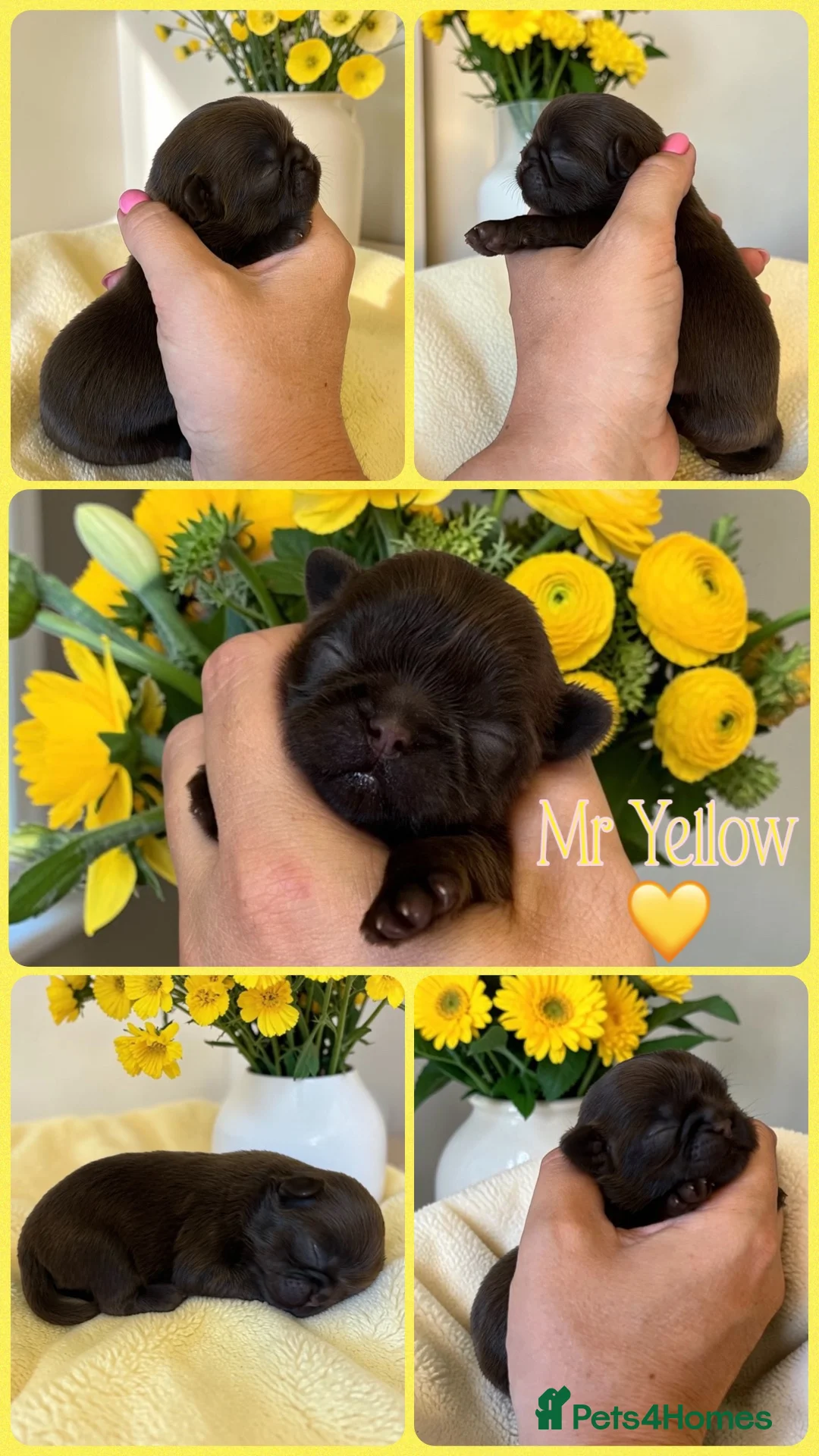 Shih Tzu dogs for sale: KC true chocolate imperial Shihtzu puppies  - Advert 14