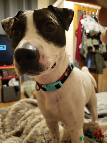 Patajack Patterjack puppies for sale | Pets4Homes