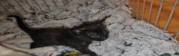 Domestic Shorthair cats for adoption: Tortoishell rescue kitten needs home of her own - Advert 5
