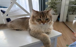 British Longhair cats for sale: British Longair and Shorthair Kittens for sale - Image 16