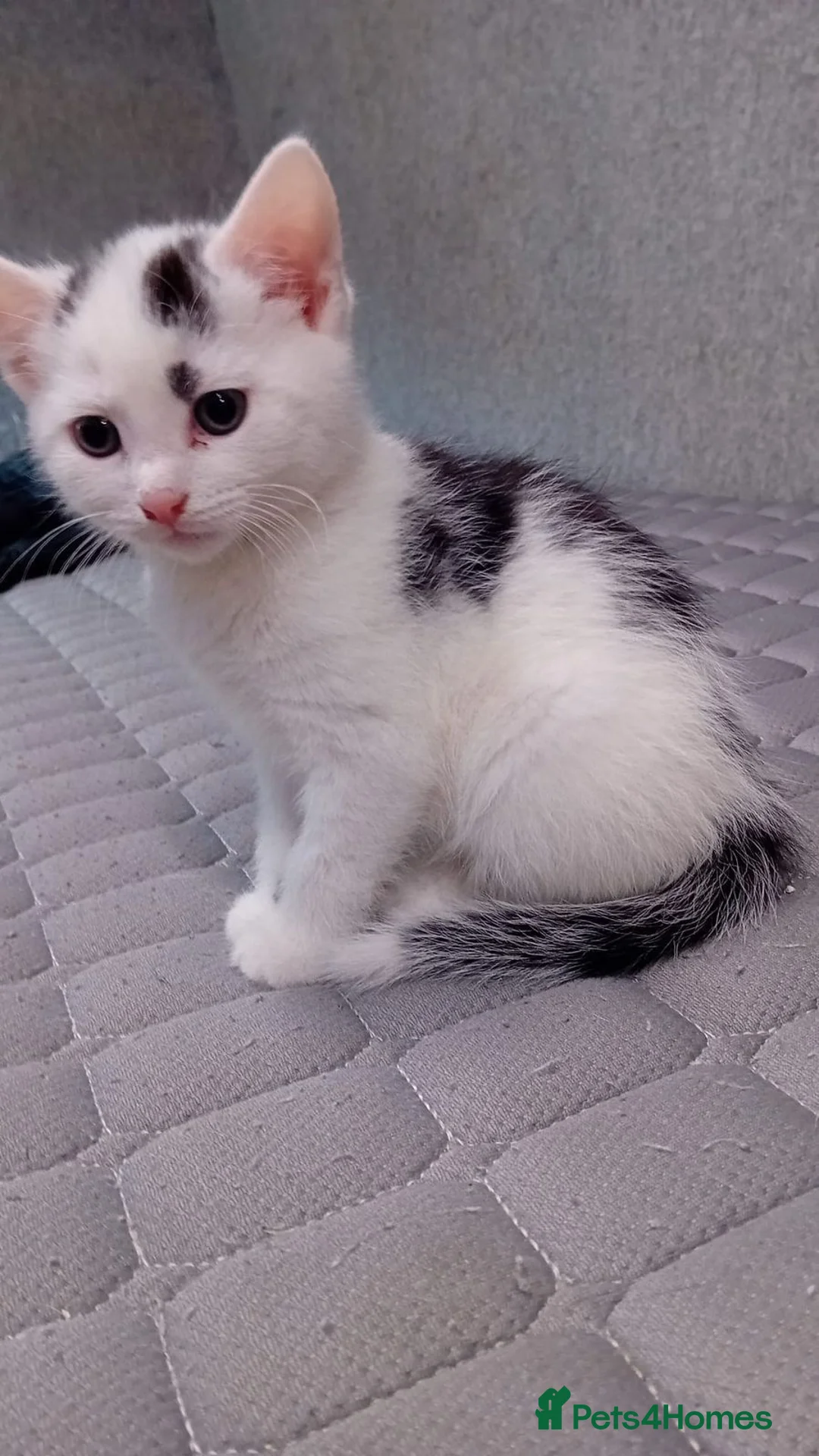 Mixed Breed cats for sale: Friendly kitten - Advert 1