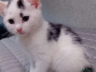 Mixed Breed cats Friendly kitten - Advert 5