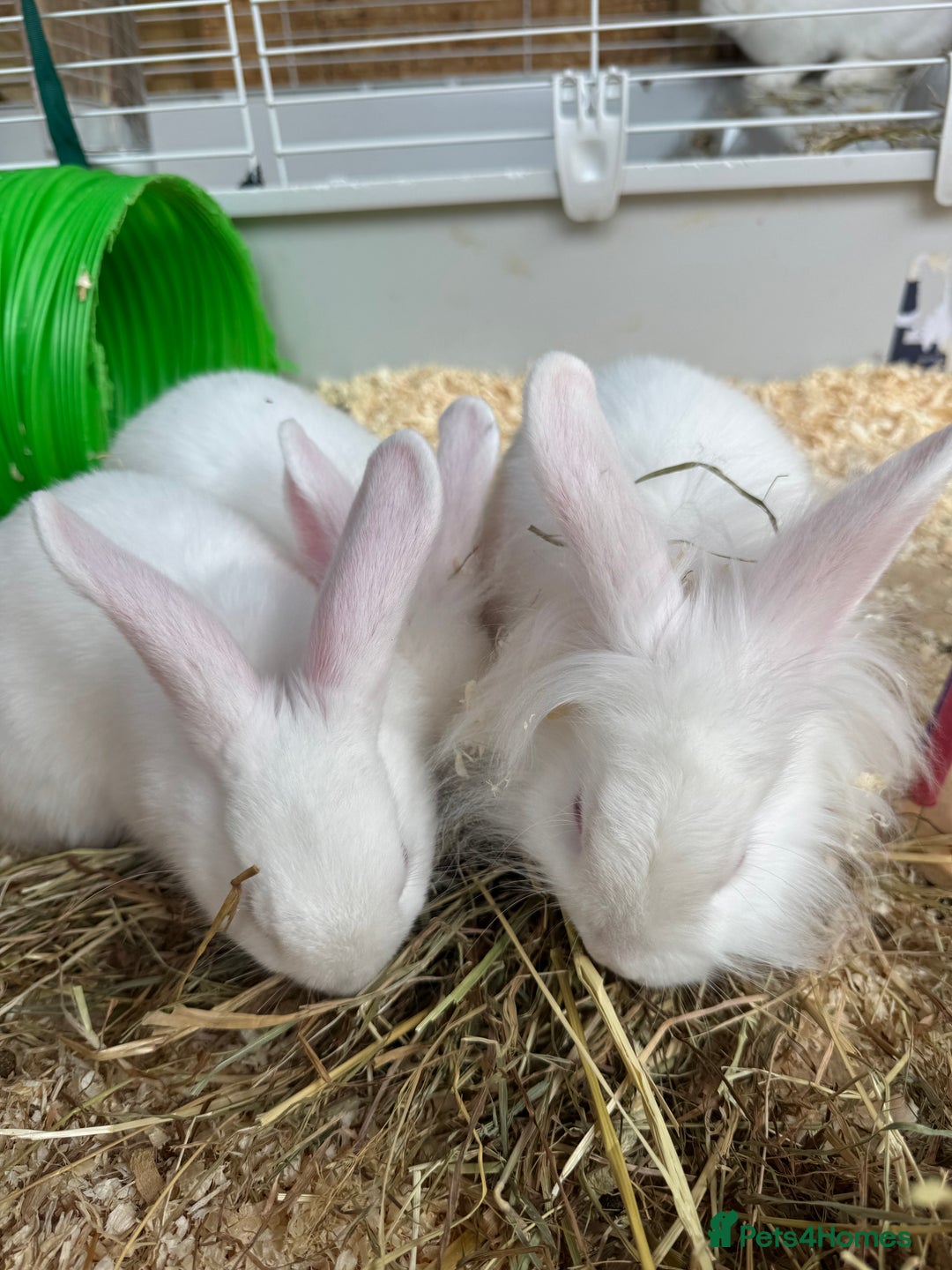 New Zealand rabbits for sale: 3 New Zealand White Rabbits, Ready to leave - Image 3