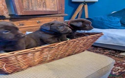 Labrador Retriever dogs for sale: 6 Adorable Chocolate Labs for Sale - Image 17