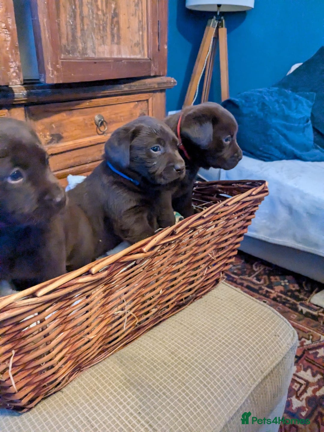 Labrador Retriever dogs for sale: 6 Adorable Chocolate Labs for Sale - Image 17