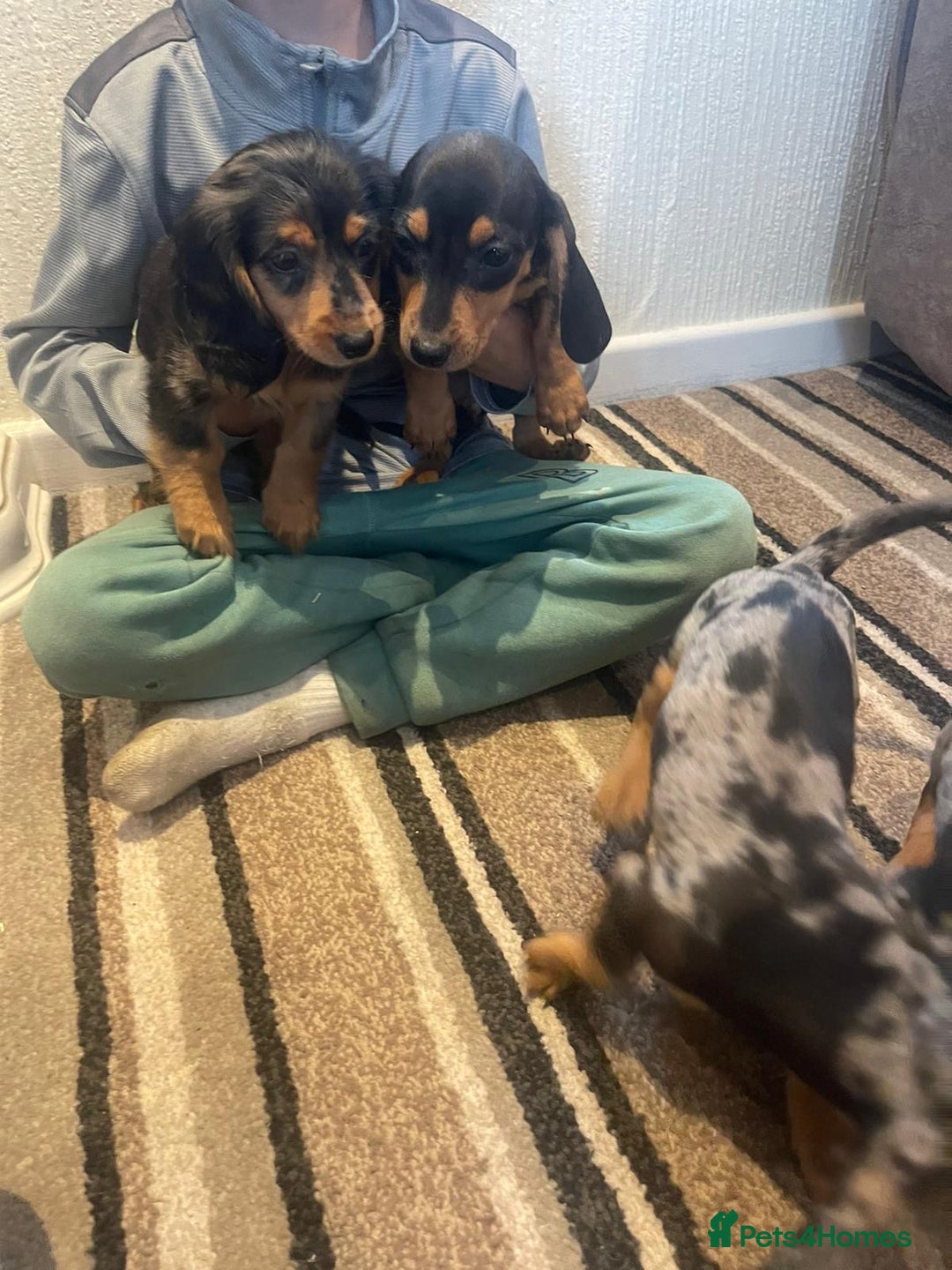 Dachshund dogs for sale: Stunning dachshund puppies for sale males  - Image 2