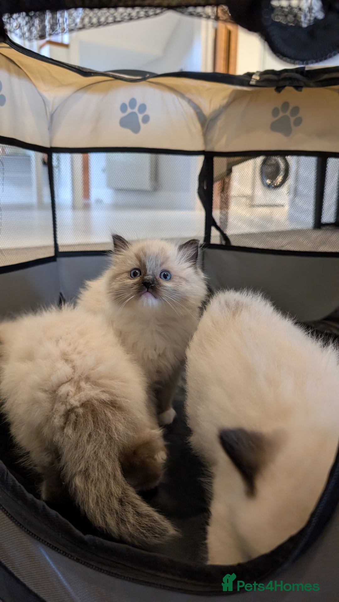 Ragdoll cats for sale: Purebred Ragdoll Kittens - Image 13