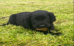 Cocker Spaniel dogs for sale: Cocker Spaniel Puppies - Image 8