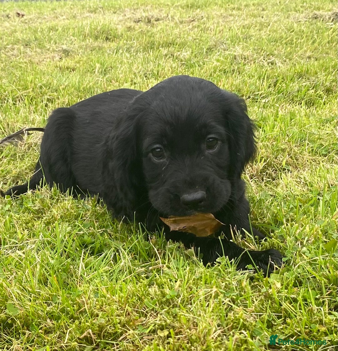 Cocker Spaniel dogs for sale: Cocker Spaniel Puppies - Image 8
