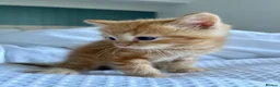 Ragdoll cats for sale: Handsome well handled and social ginger ragdoll x - Advert 3