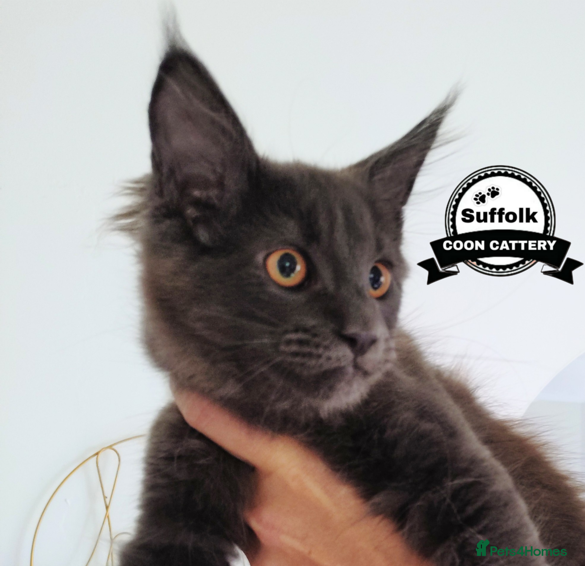 Maine Coon cats Maine coon boy kitten . - Advert 2