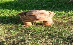 Miniature Dachshund dogs for sale: 3 left mini dachshund BOYS KC READY NOW   - Image 8