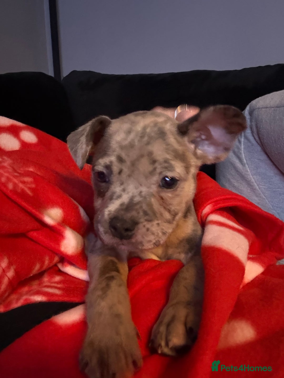 Mixed Breed dogs for sale: Staff x Frenchie - Advert 3